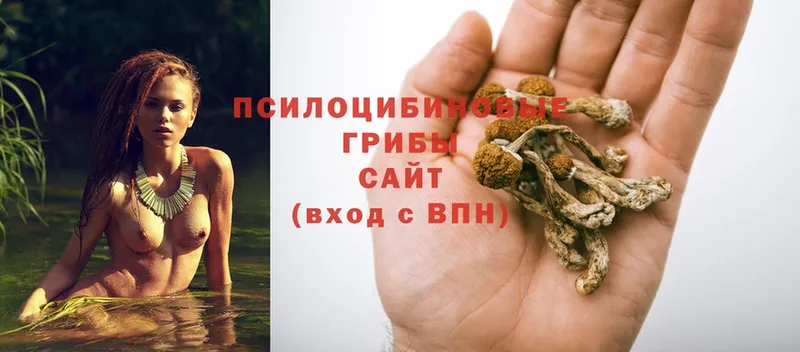 купить наркоту  Краснокаменск  Псилоцибиновые грибы Magic Shrooms 