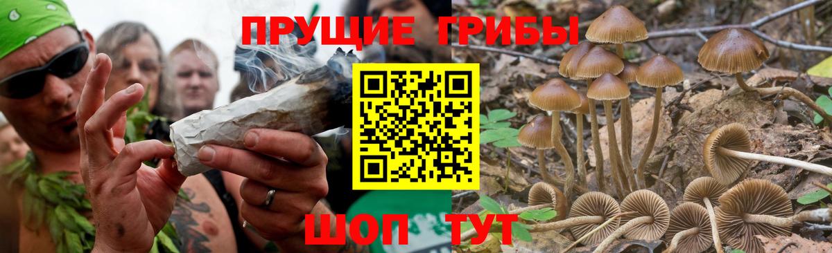 Псилоцибиновые грибы Cubensis Краснокаменск